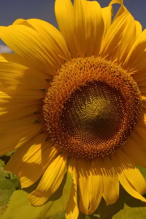 ปกนิยาย ดุจดั่งทานตะวัน