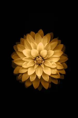 ปกนิยาย OedipusMB