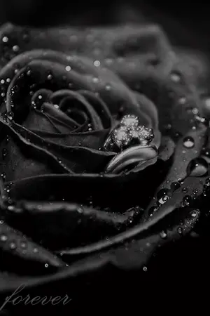 ปกนิยาย ล้างเเค้น kookv