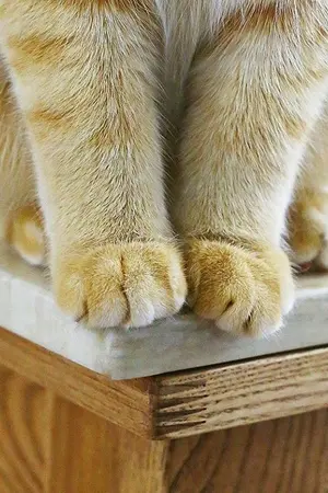 ปกนิยาย [SEVENTEEN] MY HANDSOME CAT | รักนะเจ้าแมวหน้าหล่อ #Wonsoon