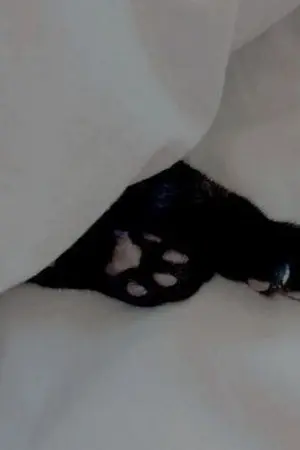 ปกนิยาย [Haikyuu × Oc] A Little Kitten