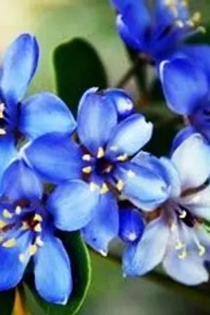 ปกนิยาย เจ้าแก้ว