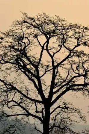 ปกนิยาย Selected