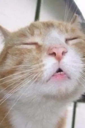 ปกนิยาย [TWICE] SF: มนต์รักกิมจิ #มิแชงเธียเตอร์