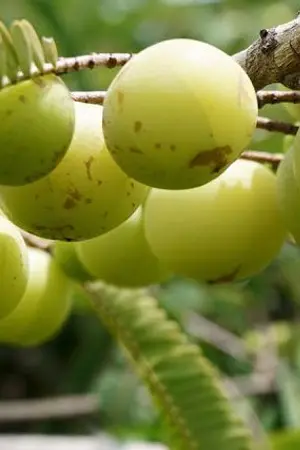 ปกนิยาย มะขามป้อมเปรี้ยว