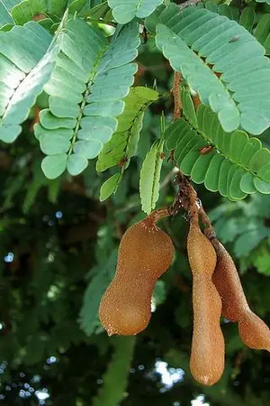 ปกนิยาย มะขาม ของ ป้อม