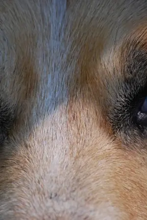 ปกนิยาย THE CROWN​ PRINCE(omegaverse) KOOKV 👑​ : Lavender #ลาเวนเดอร์กว