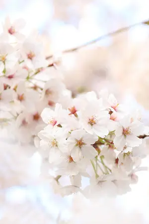 ปกนิยาย PRODUCE 101 l Guanlin x all : Fiction Store