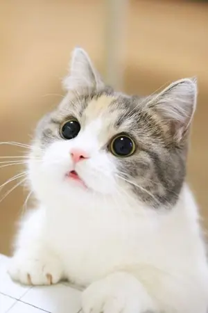 ปกนิยาย #ก็ไม่ได้ชอบKookmin