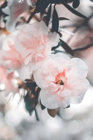 ปกนิยาย MAIISMAIMAI