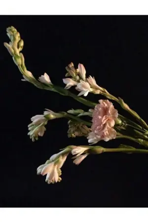 ปกนิยาย ซ่อนกลิ่น