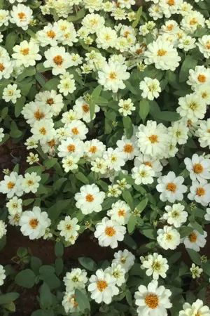 ปกนิยาย OS ของลักยิ้ม