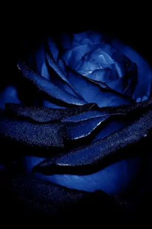 ปกนิยาย Blue Rose- #JACKJAE #blueroseJACKJAE