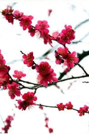 ปกนิยาย หนึ่งเดือนฟ้าลิขิตให้พบรัก (YAOI , BL)