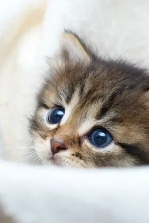 ปกนิยาย # เ ด็ ก อ้ ว ง จิ น ย อ ง #MarkJin #MarkNior