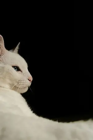 ปกนิยาย ข้าไม่อยากเป็นตัวประกอบ (จบแล้ว)(รายตอน)