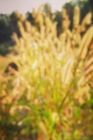 ปกนิยาย พรุ่งนี้ที่รอคอย