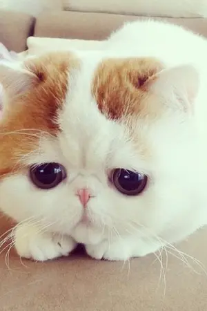 ปกนิยาย {BTS X BLACKPINK} Cat's my. (alllice)