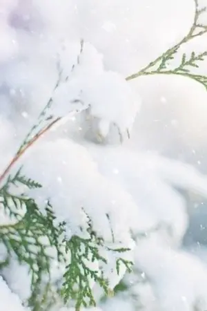 ปกนิยาย เกิดใหม่เป็นน้องสาวของนางเอกและนางร้าย