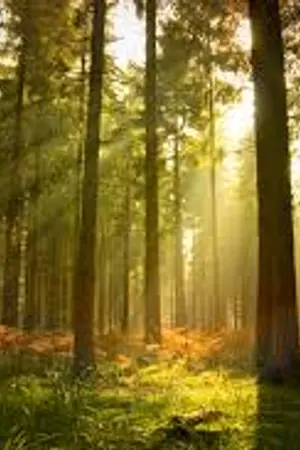 ปกนิยาย Beautiful Darkness หวานใจนายหมาป่า