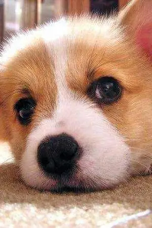 ปกนิยาย Corgiism •ㅅ•