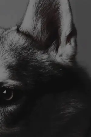 ปกนิยาย THE LAST WOLF (Draco Malfoy X OC)