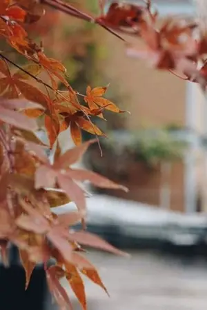 ปกนิยาย หลิวชิงเหมย