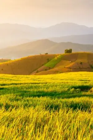 ปกนิยาย หลินฟ่านปิง