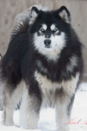 ปกนิยาย [Fic Seventeen] The dogs and The Owners Fable series~ Alaskan Malamute's Tale~ [Minhun]