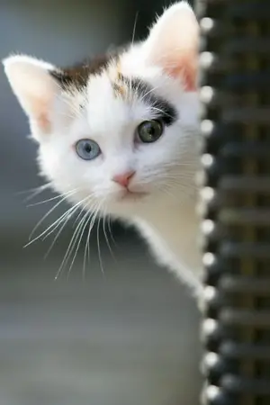 ปกนิยาย จับหัวใจนายตัวร้าย