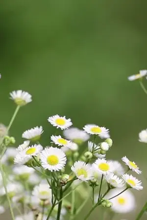 ปกนิยาย white cutter in a thistle garden (kookjin)