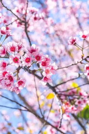 ปกนิยาย flowers in love (kookv jinv  vkook  jinmin namjin hopega yoonmin allv alljin