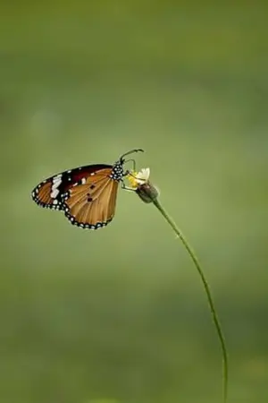 ปกนิยาย World Rescue System มหากาฬกู้โลก