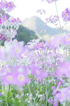 ปกนิยาย [SHANA] ด้วยความเคารพ... ความซวยท่านกรุณาอย่ารักผมมากนักจะได้ไหม!! [YAOI/BL and NL]