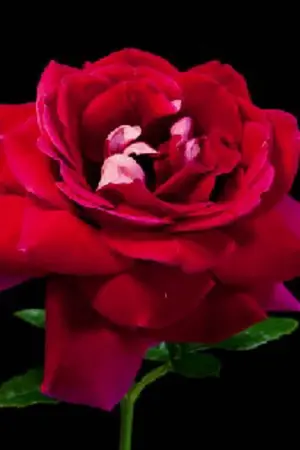 ปกนิยาย กุหลาบเวียงพิงค์ || MARKBAM || #กุหลาบมบ