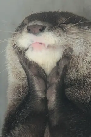 ปกนิยาย Short Fic : Bnior Jackjae GOT7