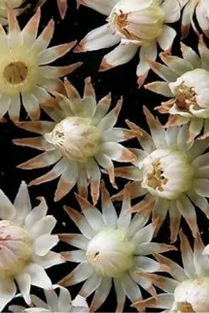 ปกนิยาย FFXV NoctPromp AU : ยามพิกุลแรกแย้ม