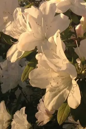 ปกนิยาย [SF/OS Harry Potter DMHP] Sweets story