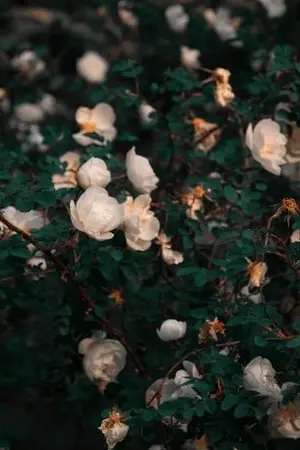 ปกนิยาย (จบ)​คุณพระเอกได้โปรดใจเย็นๆครับ