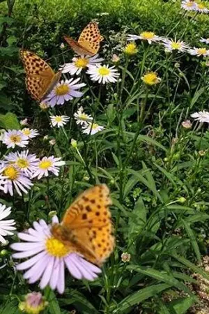 ปกนิยาย ชะตารักหวนคืน ภรรยาอัปลักษณ์