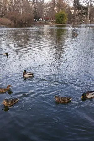 ปกนิยาย Dream come true ฝันที่เป็นจริง