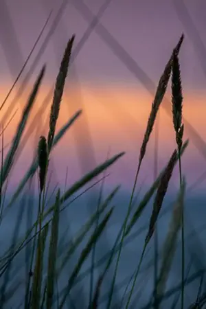 ปกนิยาย Could - D e s e r t