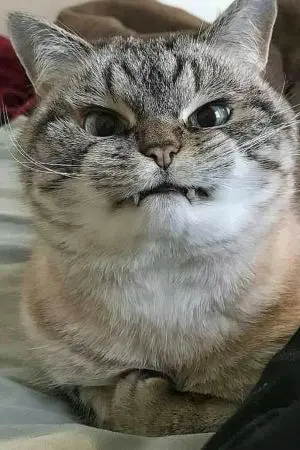 ปกนิยาย [Don't touch him!]อย่ามาจับน้องผมนะ!