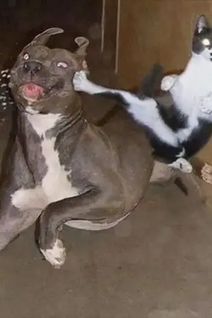 ปกนิยาย The Bad neighbor เกลียดนักไอ้เพื่อนบ้าน