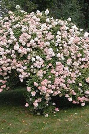 ปกนิยาย HONGMARK | HEY! MY LITTLE BOY