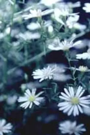 ปกนิยาย FIC CUTTER ❀ [MarkBam]