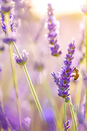 ปกนิยาย GOT7 : OS/SF ☆ ¤ º ° ` [all about GOT7]