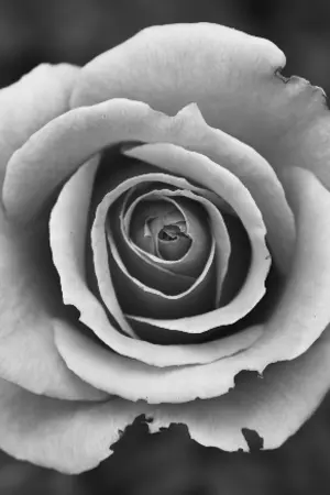 ปกนิยาย Miss loverboy