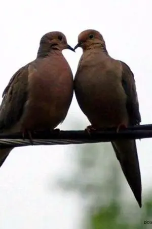 ปกนิยาย ดวงใจพี่ BNior