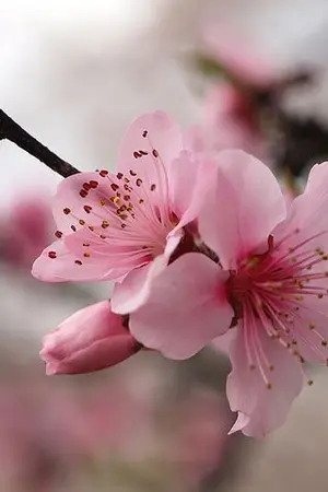 ปกนิยาย Dear Sakura [ JaeTen ]